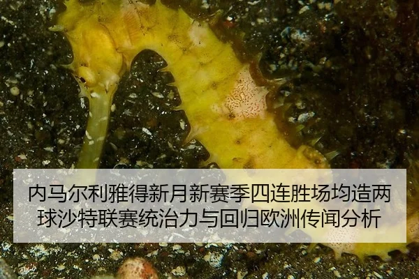 nei-ma-er-li-ya-de-xin-yue-xin-sai-ji-si-lian-sheng-chang-jun-zao-liang-qiu-sha-te-lian-sai-tong-zhi-li-yu-hui-gui-ou-2-456.jpg